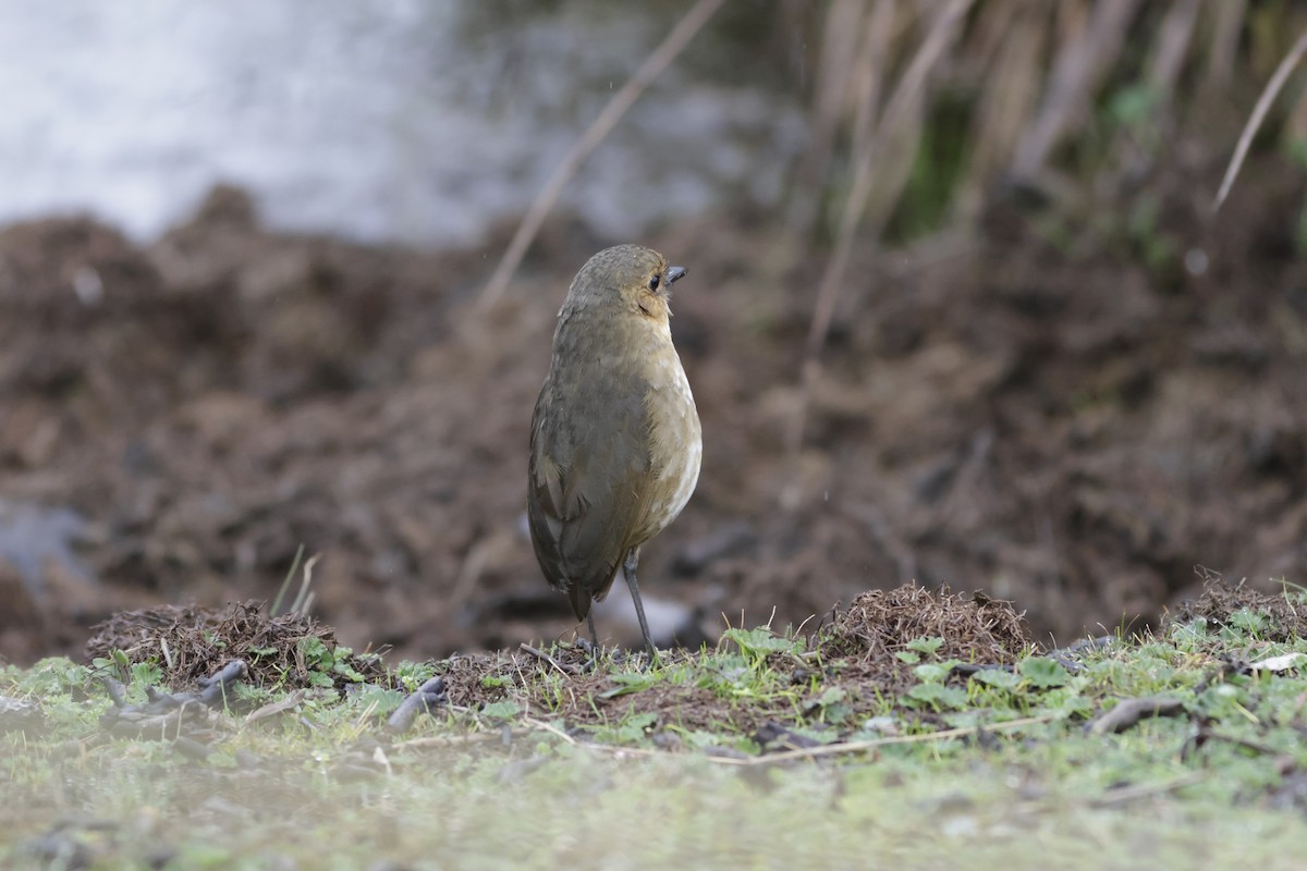 Boyaca Antpitta - ML631121902