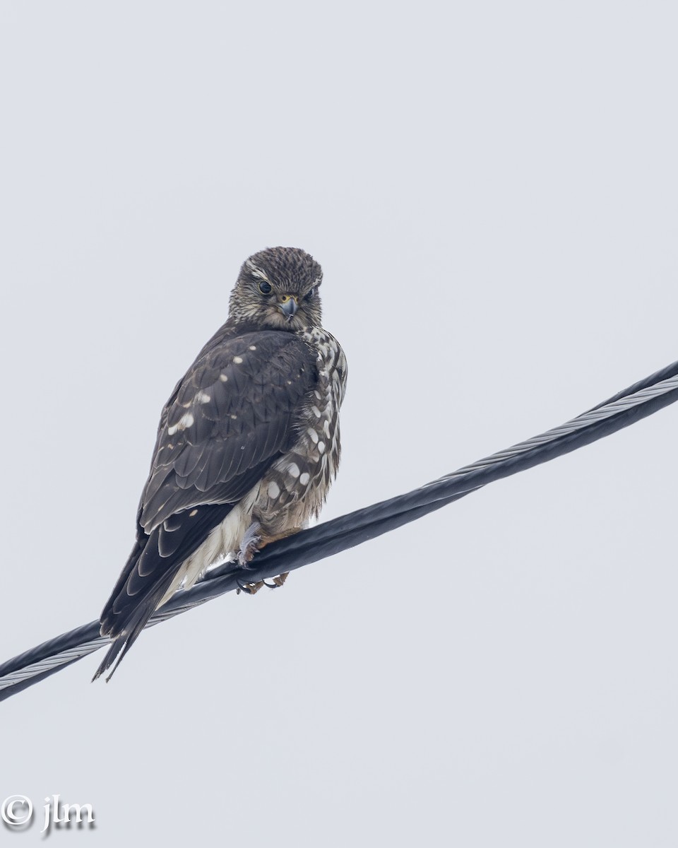 Belatz txikia (columbarius) - ML631122085