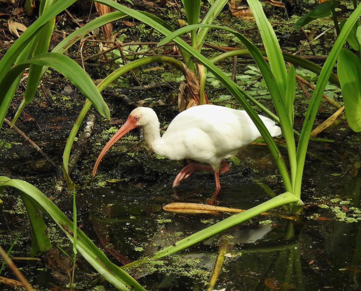 White Ibis - ML631122091