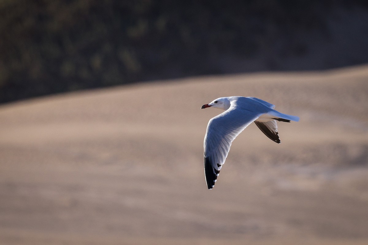 Audouin's Gull - ML631122152