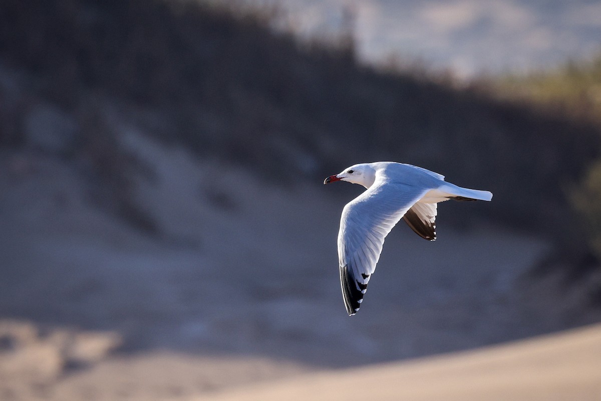 Audouin's Gull - ML631122153
