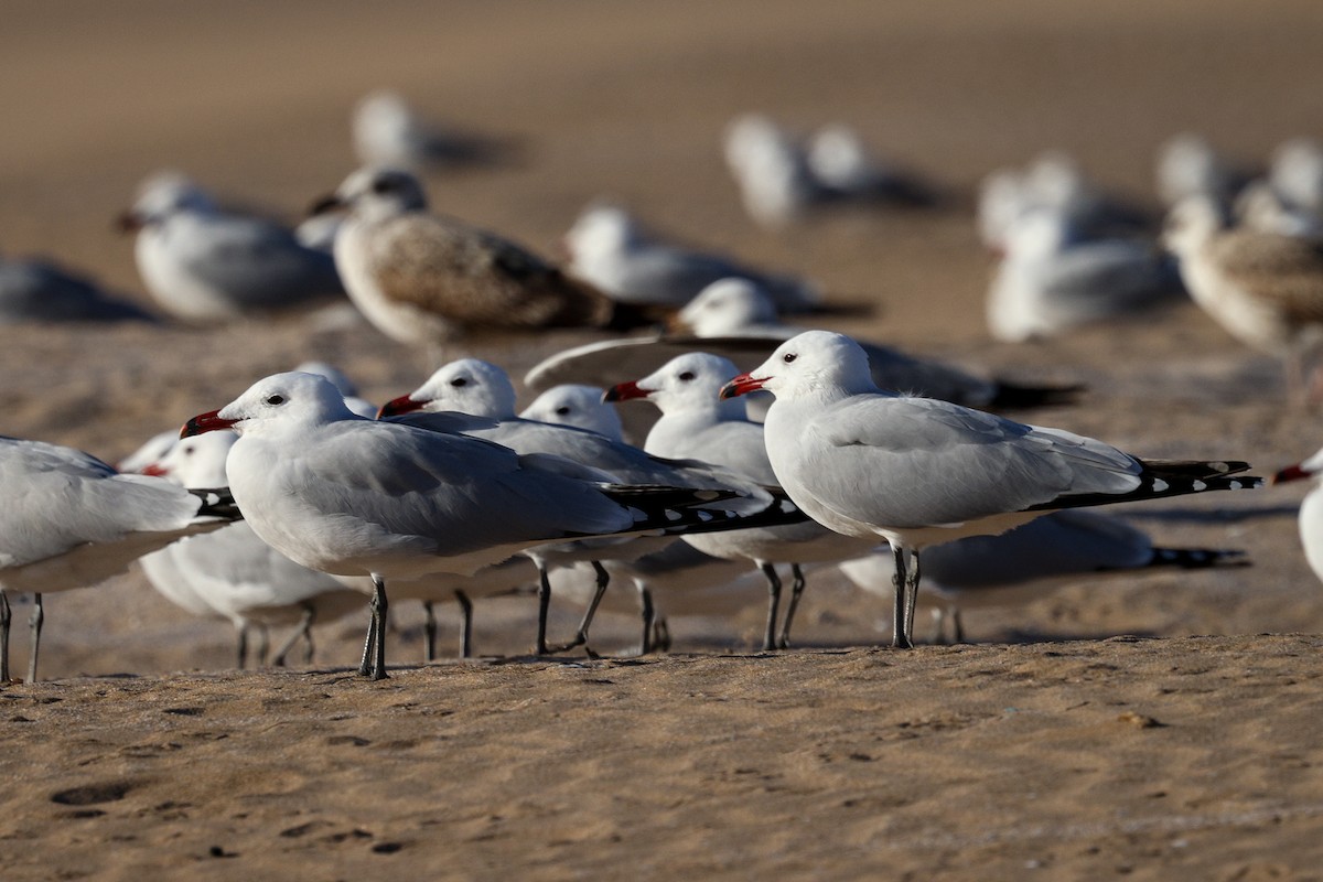 Audouin's Gull - ML631122155