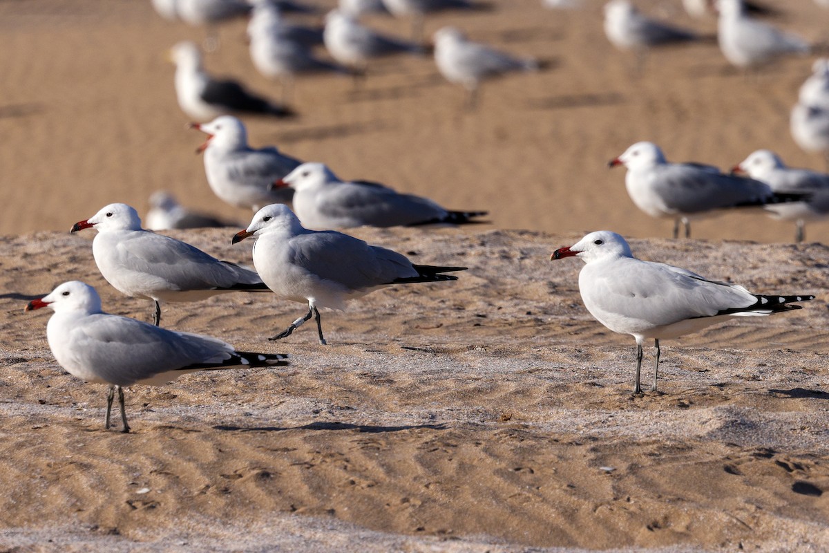 Audouin's Gull - ML631122157