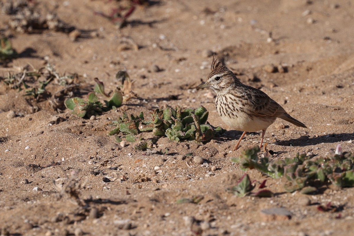 Thekla's Lark - ML631122291