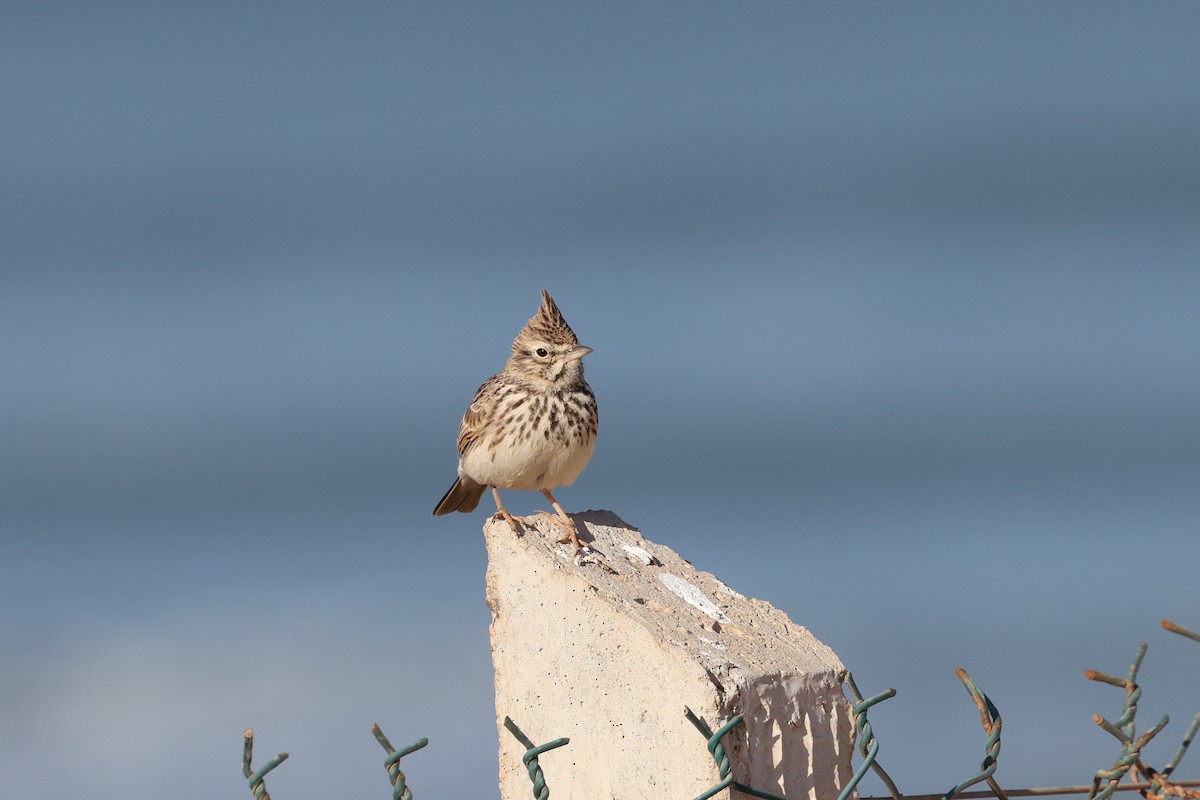 Thekla's Lark - ML631122292