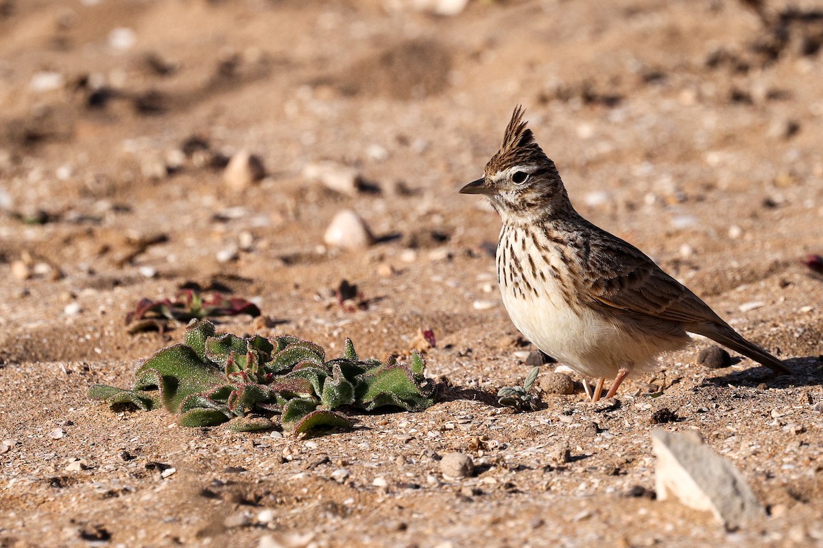 Thekla's Lark - ML631122293