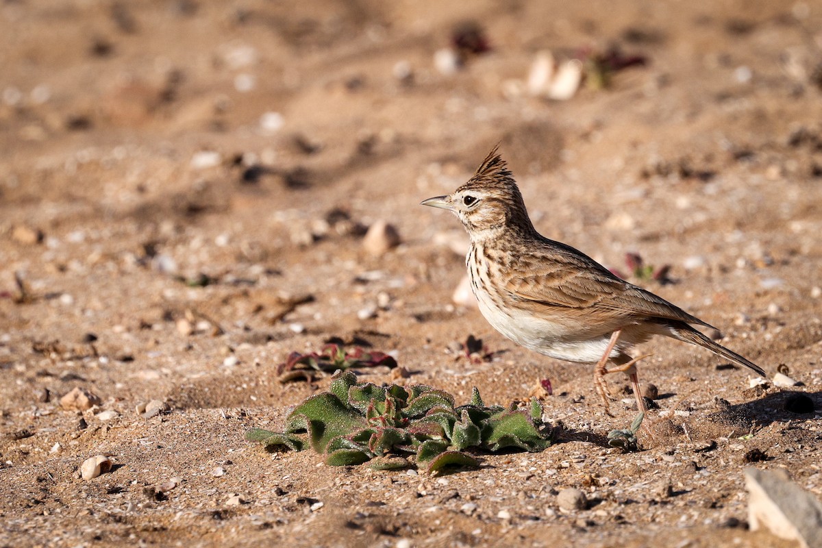 Thekla's Lark - ML631122294