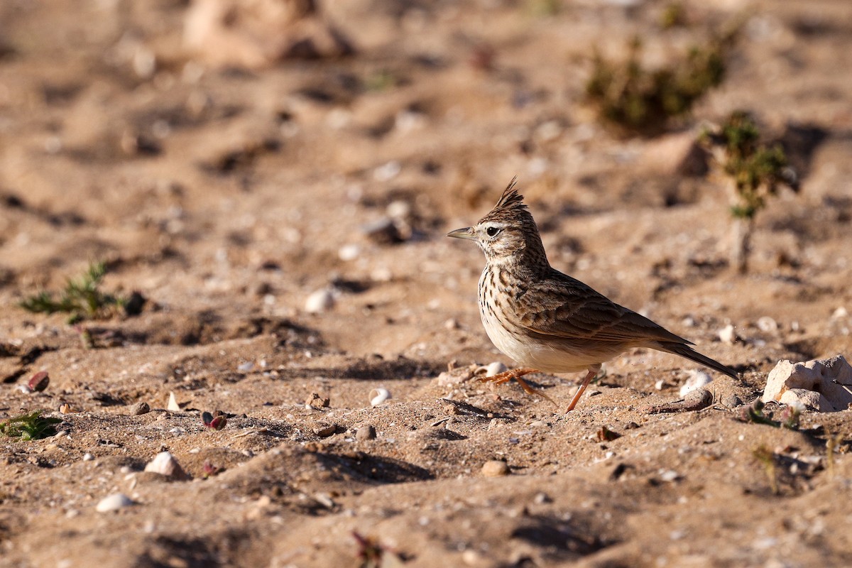 Thekla's Lark - ML631122295