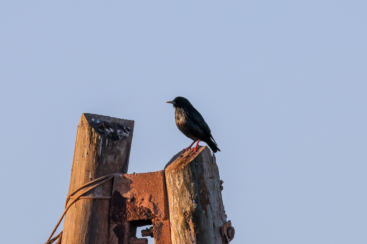 Spotless Starling - ML631122317