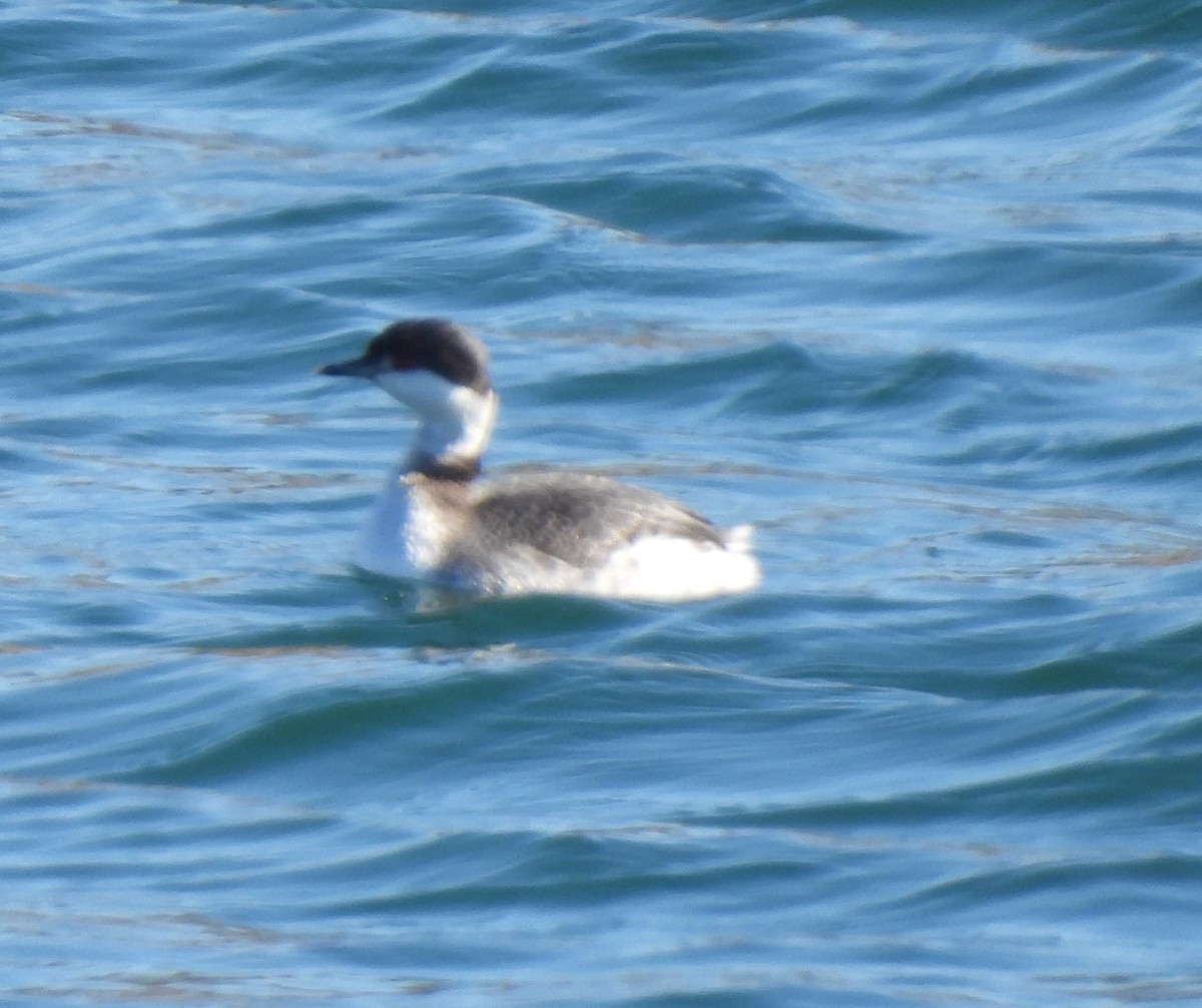 Horned Grebe - ML631122326