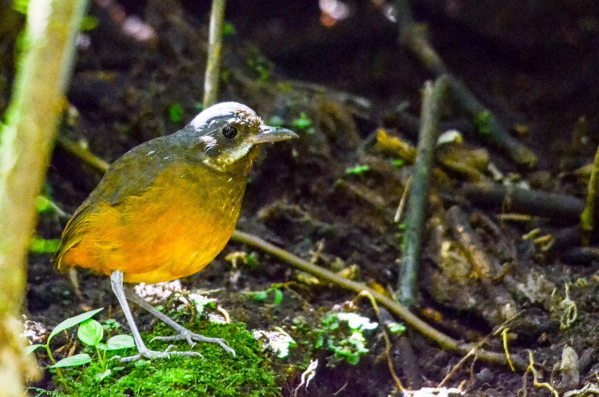 Moustached Antpitta - ML631122337