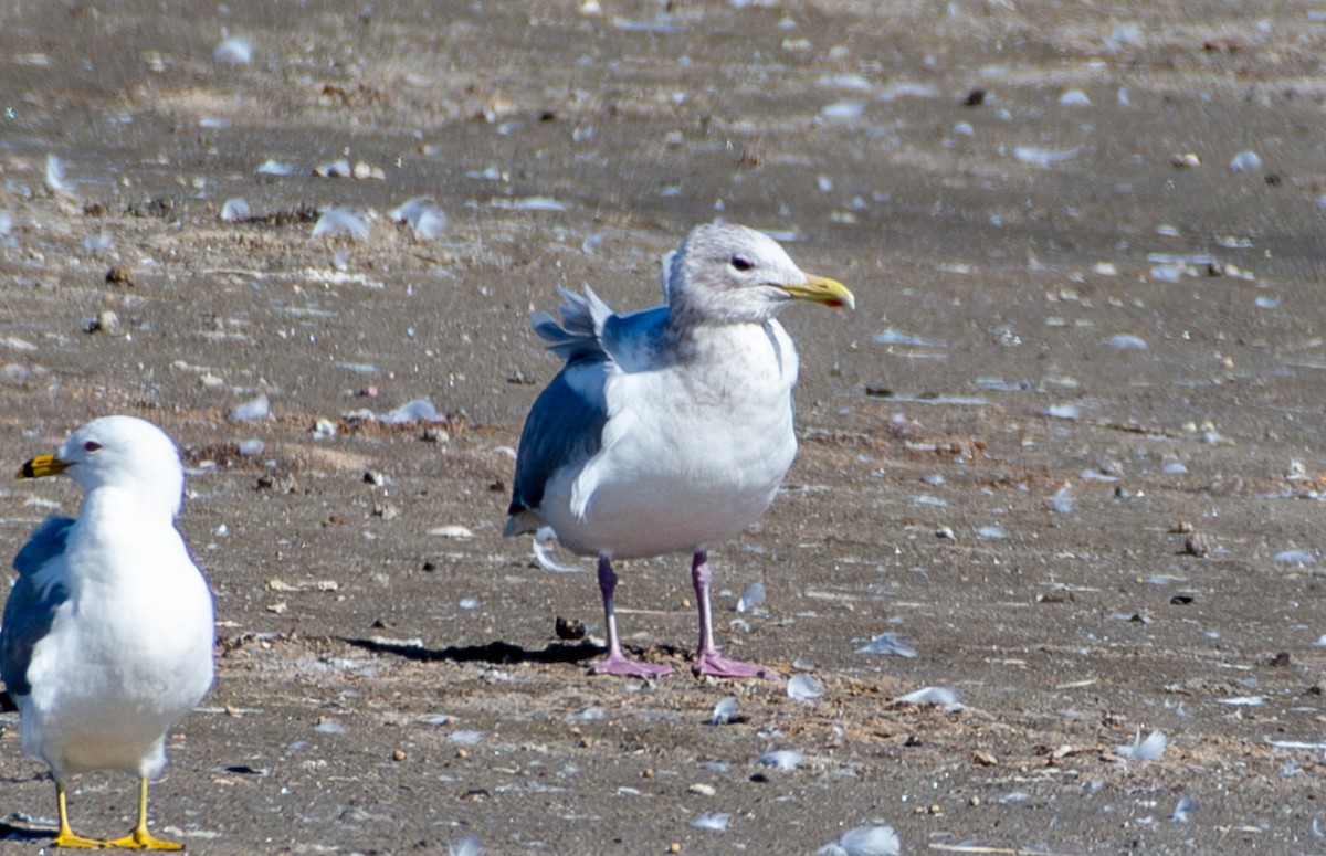 Iceland Gull (Thayer's) - ML631122348