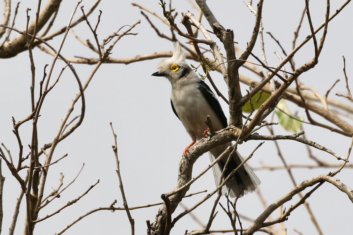 White-crested Helmetshrike (Long-crested) - ML631122371