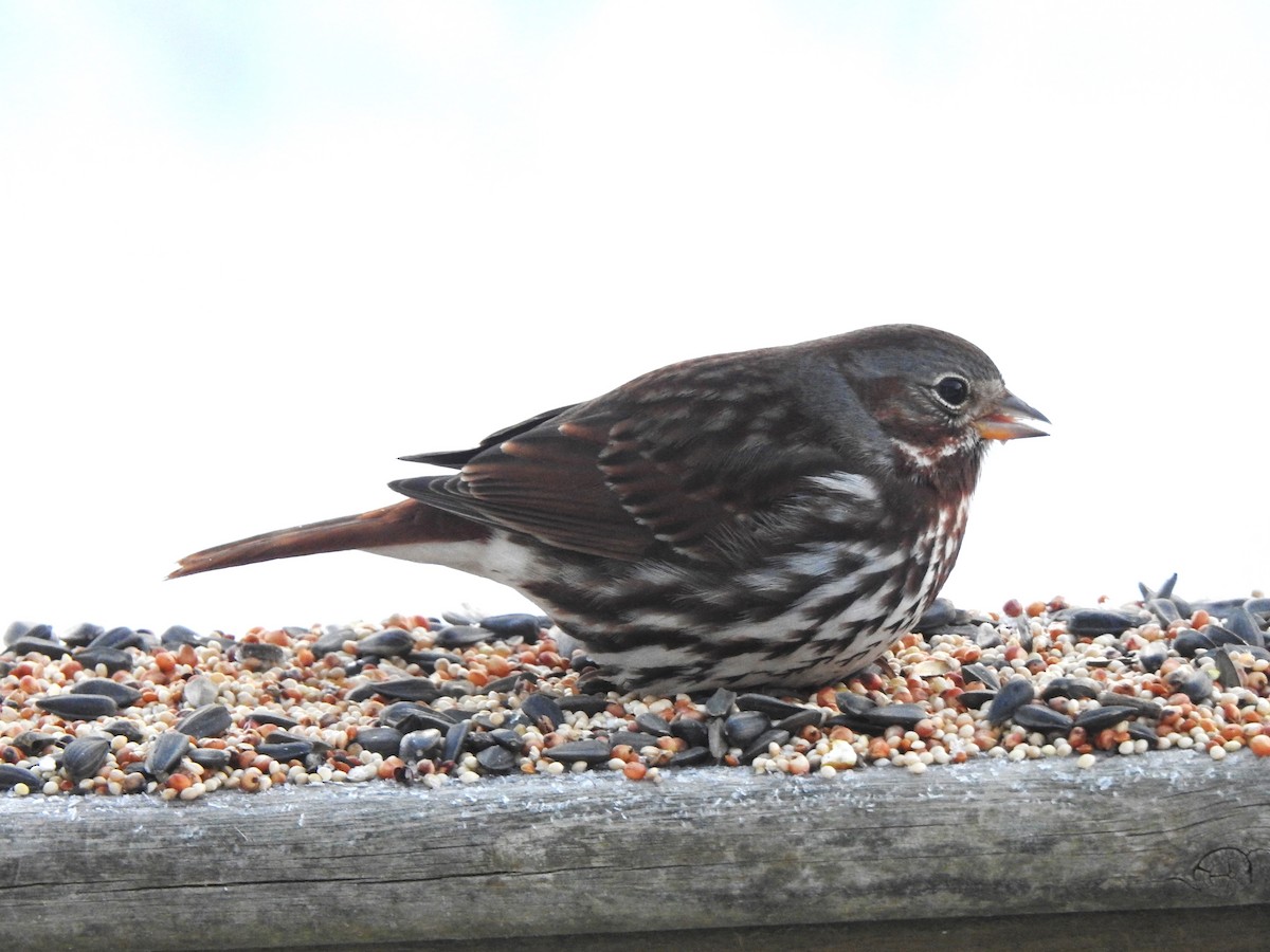 Fox Sparrow - ML631122781