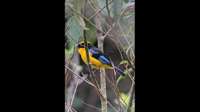 Blue-winged Mountain Tanager - ML631122850