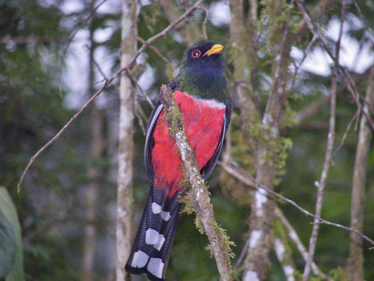 Trogon masqué - ML631122882