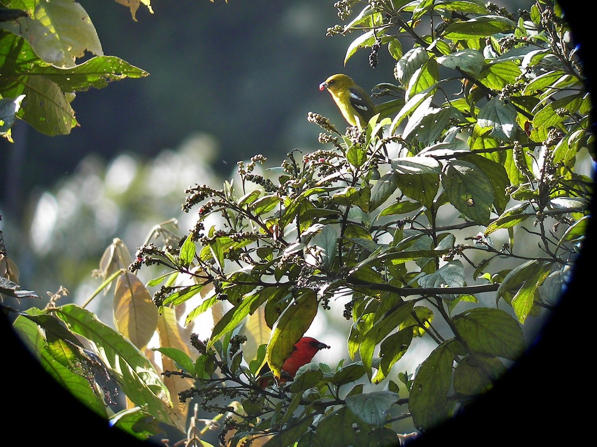 Piranga bifascié - ML631123067