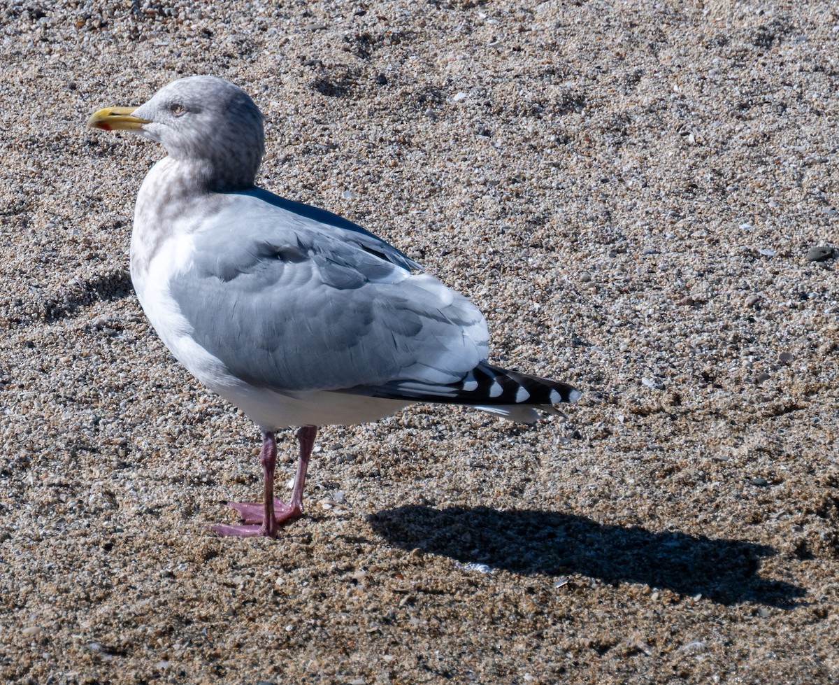 Iceland Gull - ML631123248