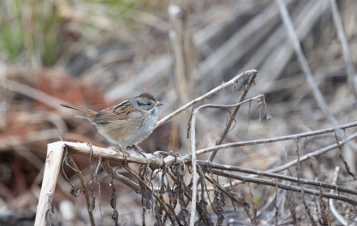 Swamp Sparrow - ML631123274