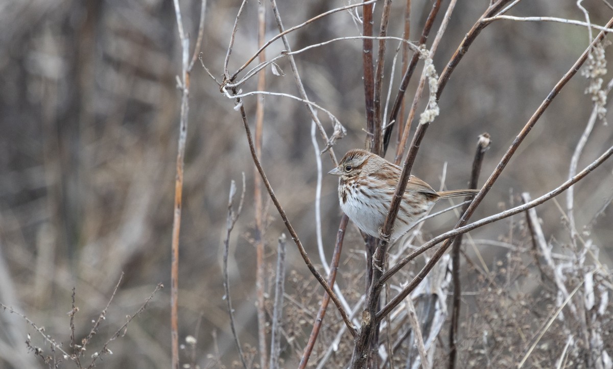 Song Sparrow - ML631123281