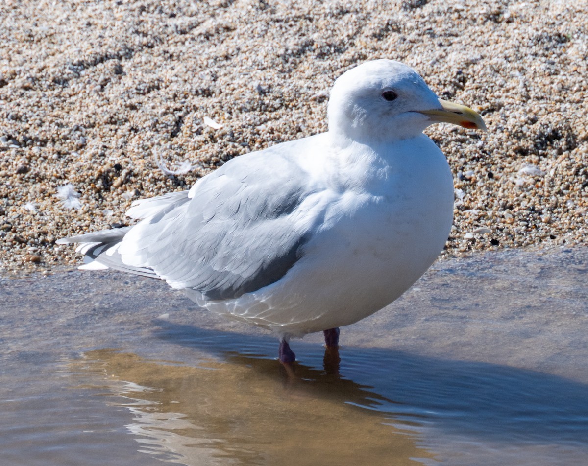 Iceland Gull - ML631123285