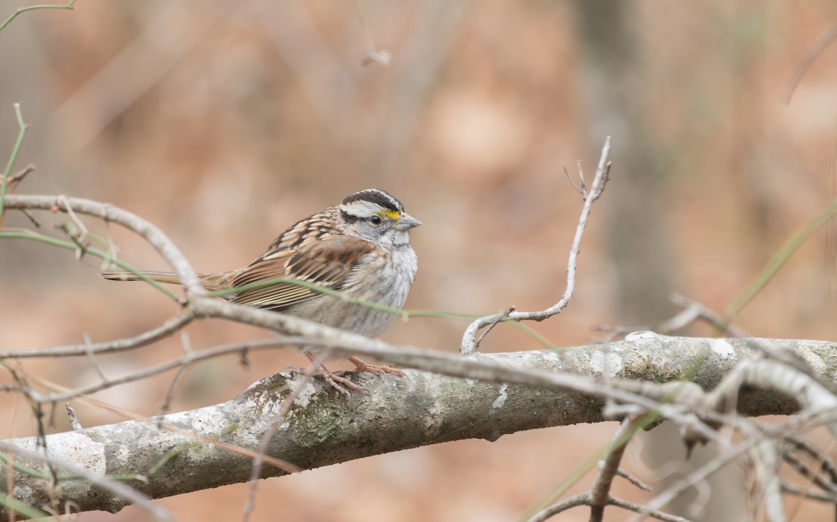 White-throated Sparrow - ML631123286