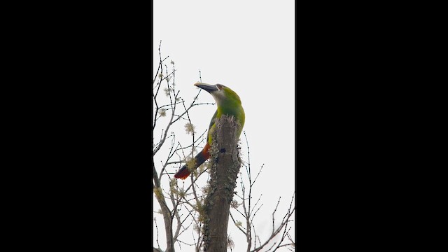 Toucanet à gorge blanche - ML631123389