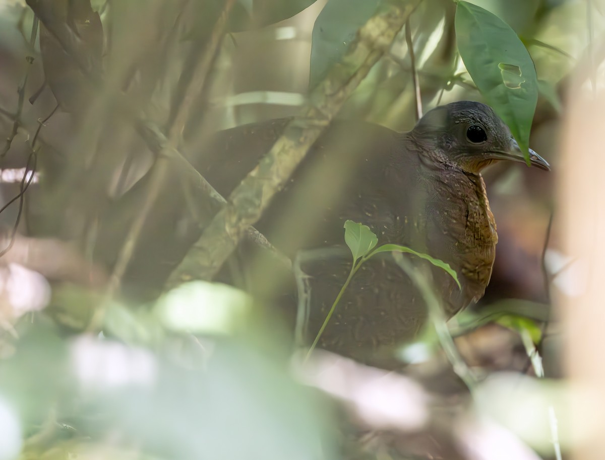 Highland Tinamou - ML631123504