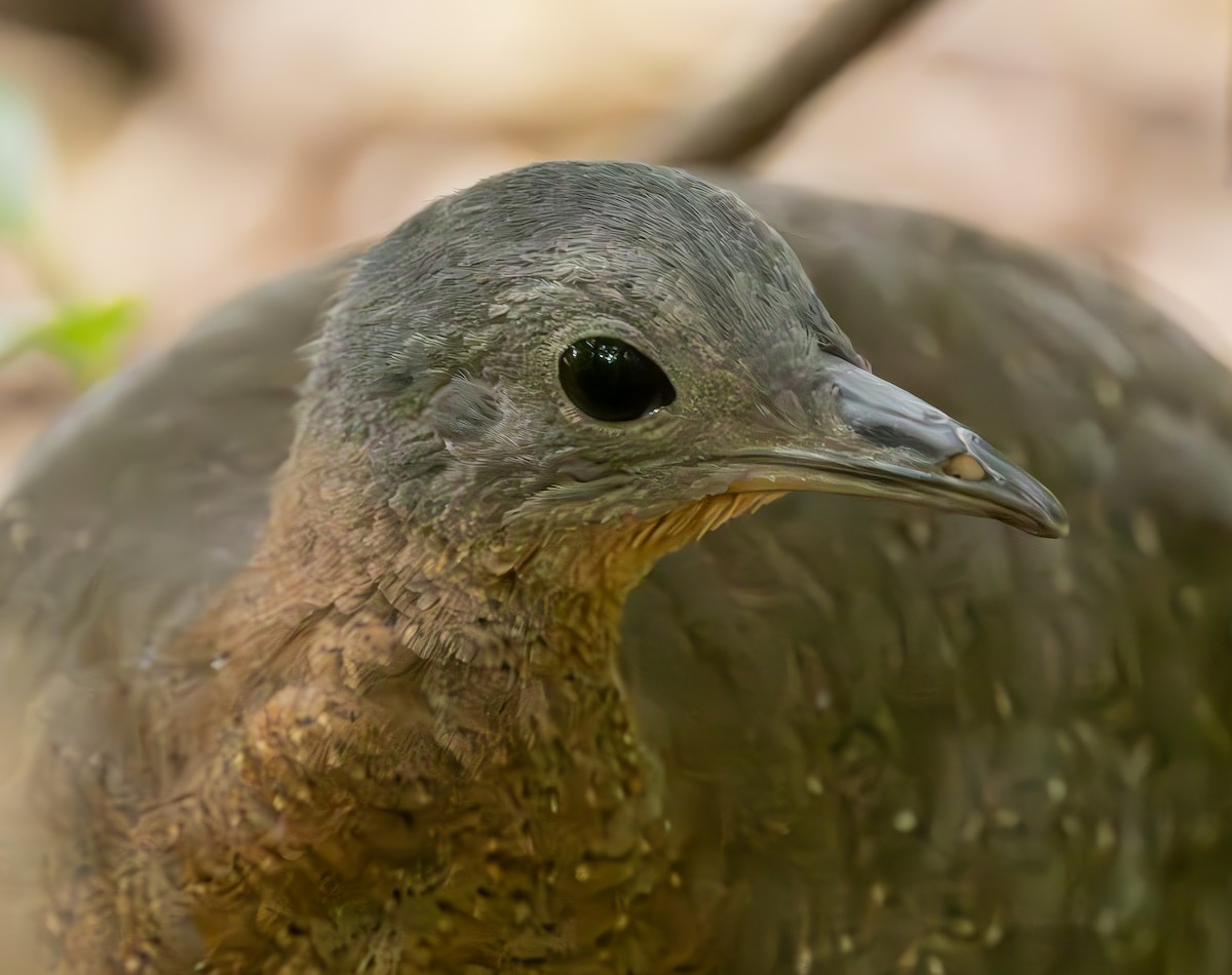 Highland Tinamou - ML631123505