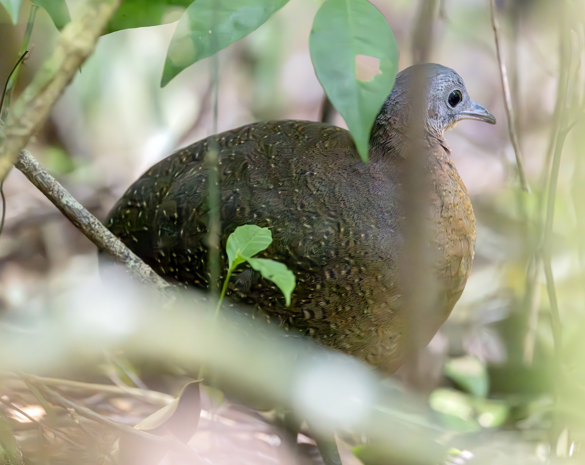 Highland Tinamou - ML631123506