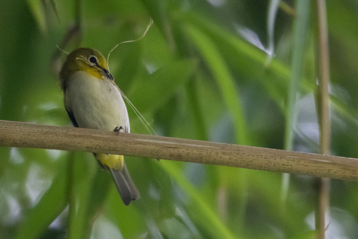 Ashy-bellied White-eye (Ashy-bellied) - ML631123566