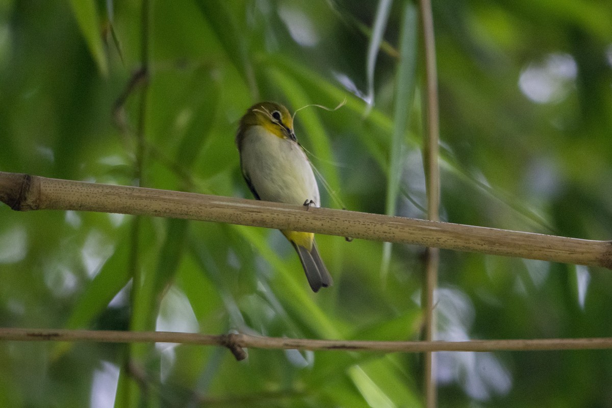 Ashy-bellied White-eye (Ashy-bellied) - ML631123567