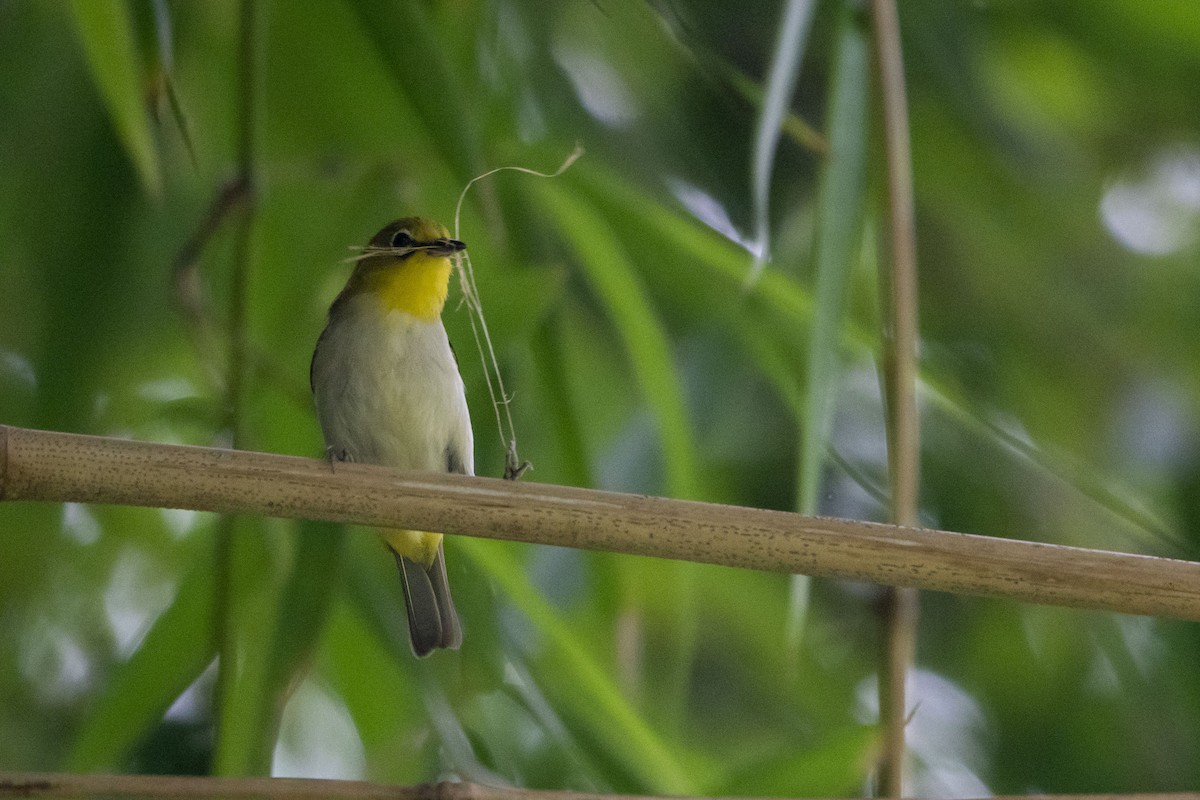 Ashy-bellied White-eye (Ashy-bellied) - ML631123570