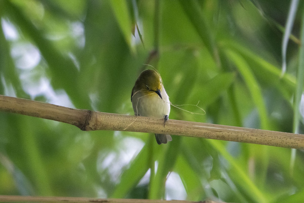 Ashy-bellied White-eye (Ashy-bellied) - ML631123571