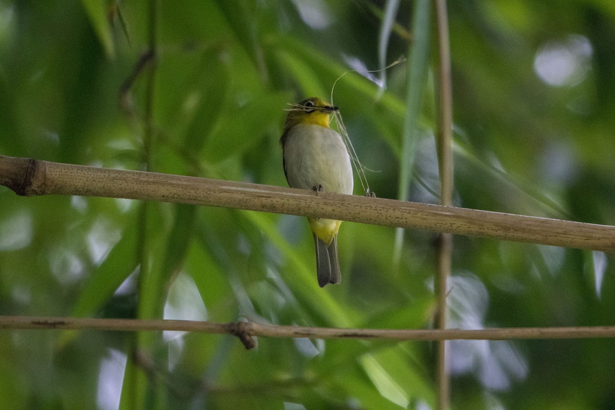 Ashy-bellied White-eye (Ashy-bellied) - ML631123572