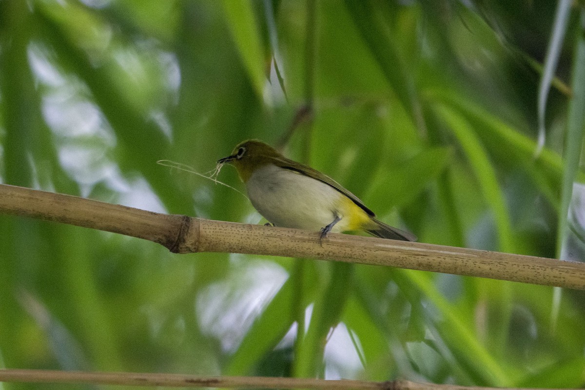 Ashy-bellied White-eye (Ashy-bellied) - ML631123573