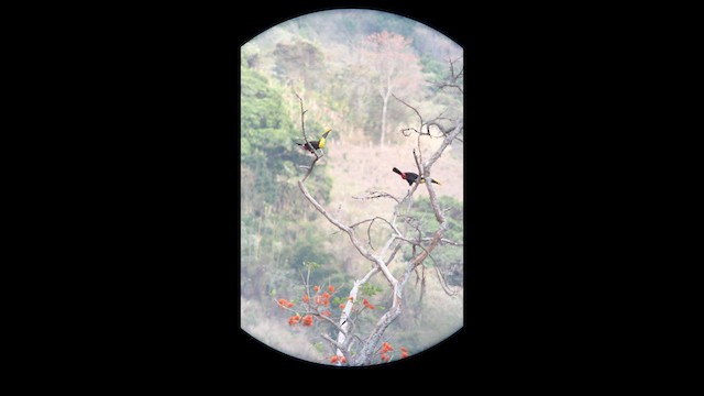 ニショクキムネオオハシ（ambiguus／abbreviatus） - ML631123602