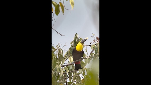 ニショクキムネオオハシ（ambiguus／abbreviatus） - ML631123604
