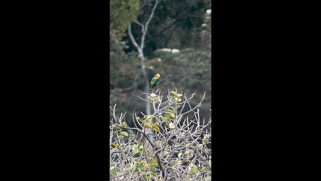 Saffron-headed Parrot - ML631123724