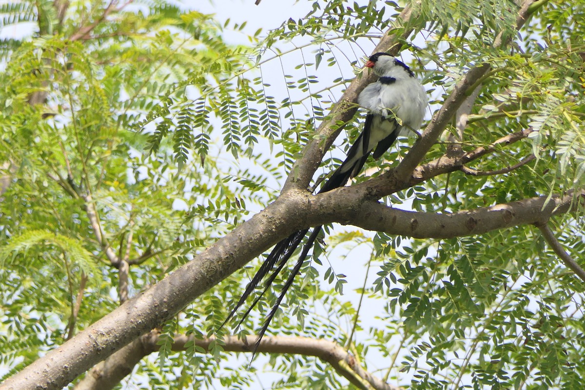 Pin-tailed Whydah - ML631123814