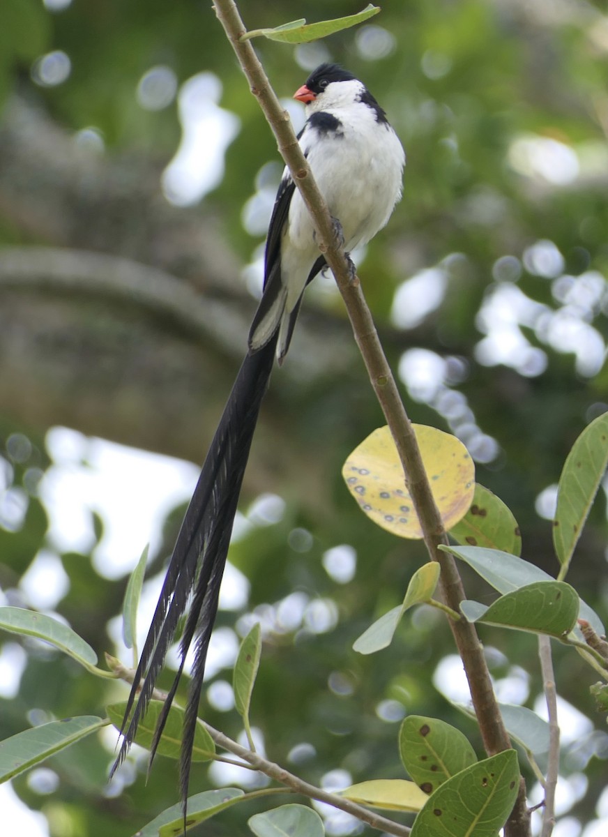 Pin-tailed Whydah - ML631123865