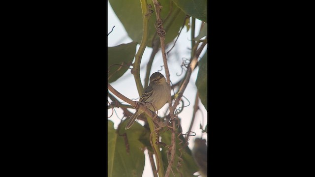 Golden-faced Tyrannulet - ML631123897