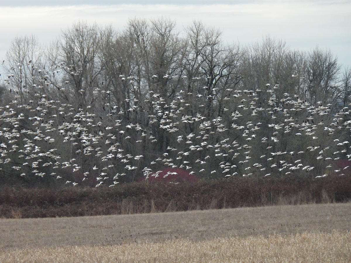 Snow Goose - ML631123908