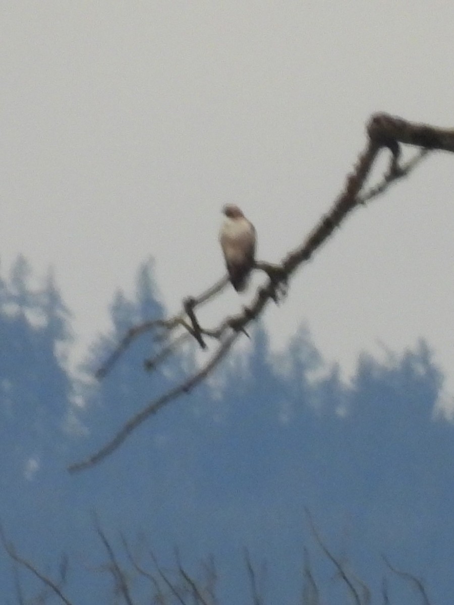 Red-tailed Hawk - ML631123918