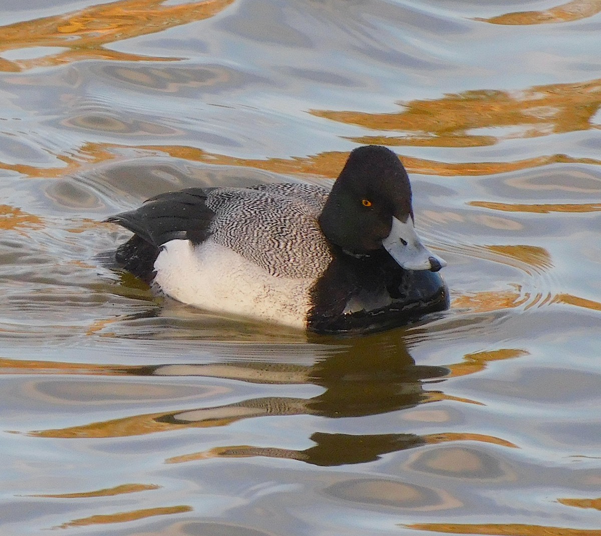 Lesser Scaup - ML631123930