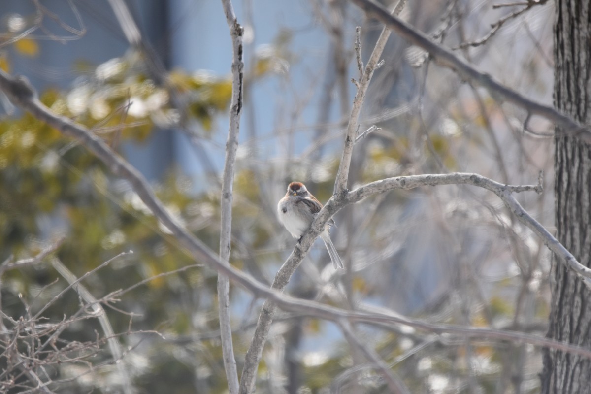 American Tree Sparrow - ML631123933