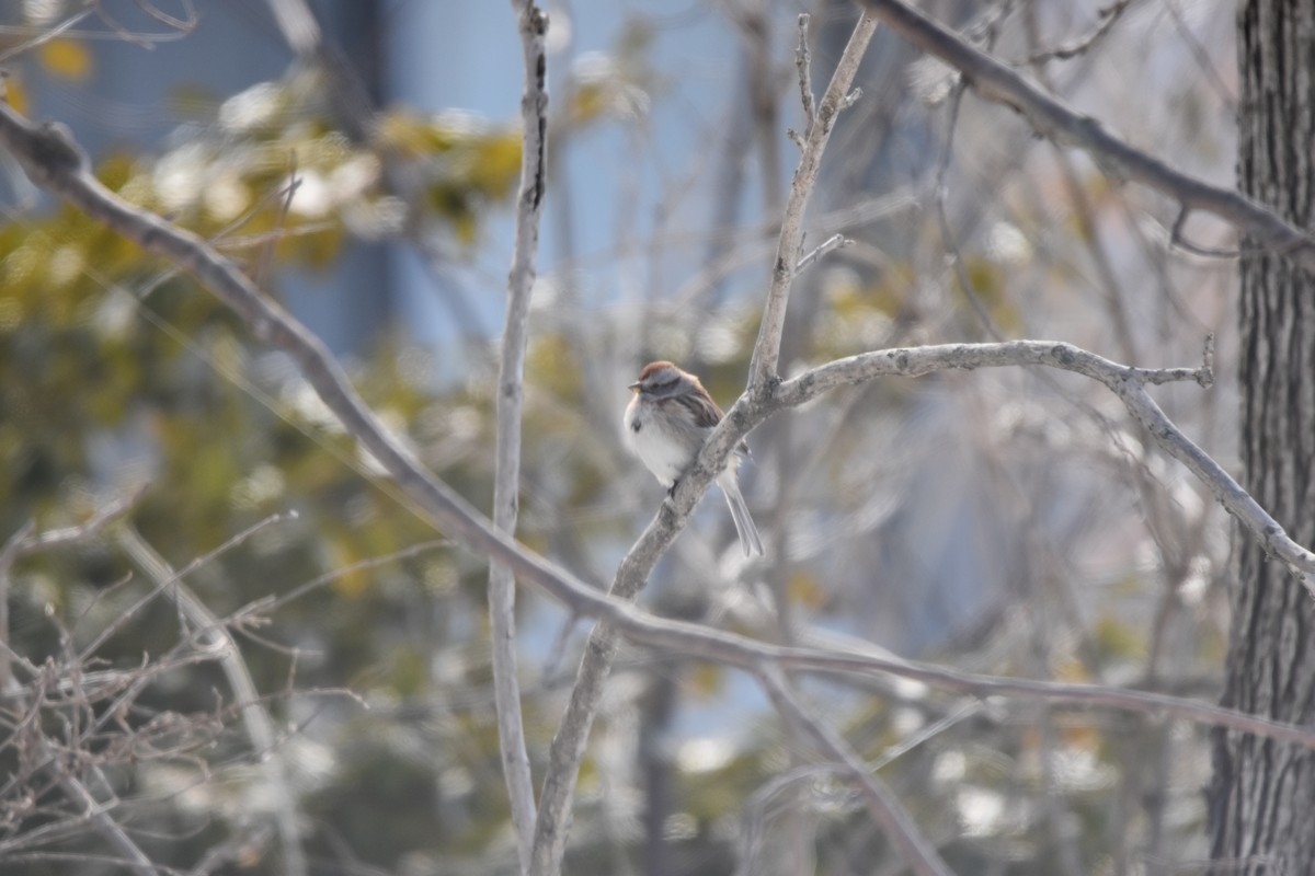 American Tree Sparrow - ML631123942