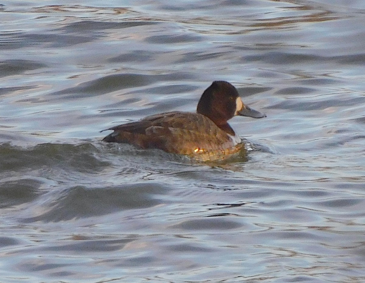 Lesser Scaup - ML631123945