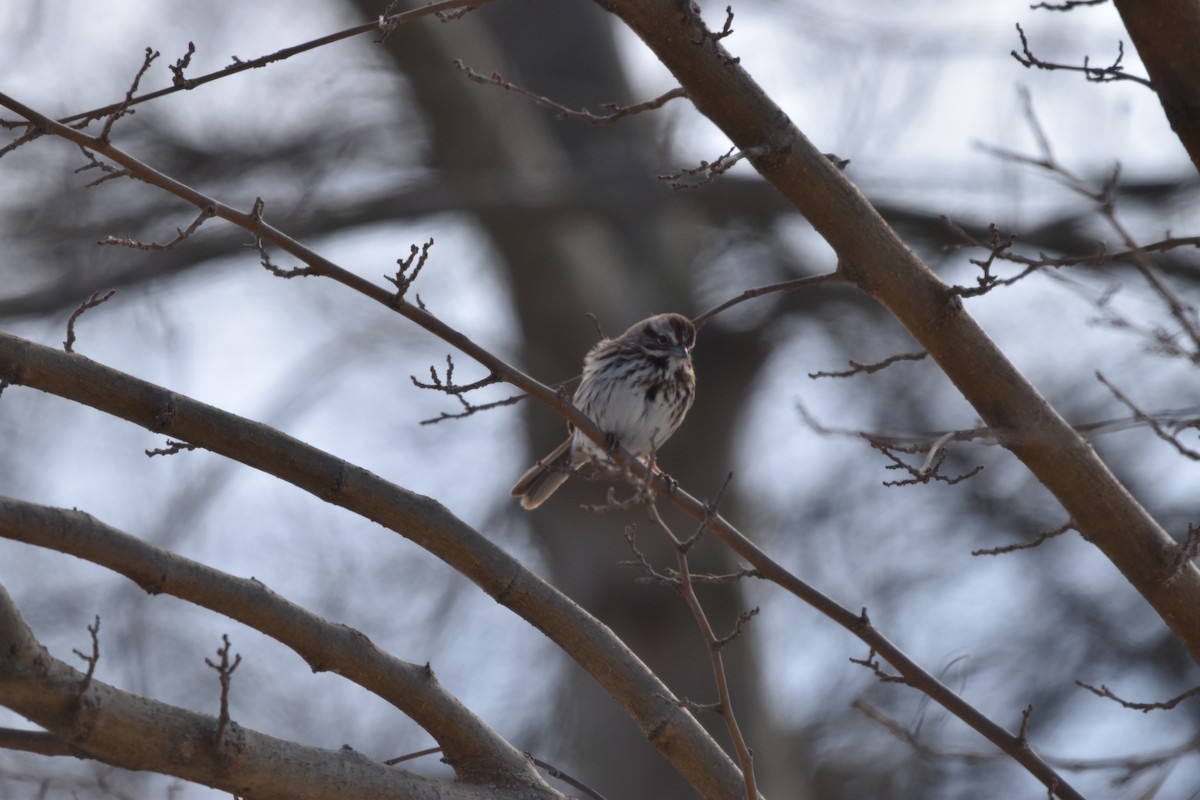 Song Sparrow - ML631123970