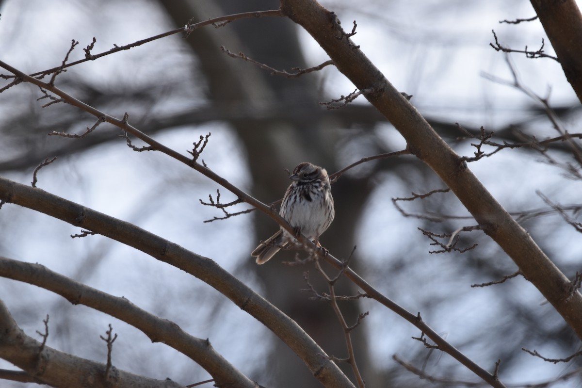 Song Sparrow - ML631123976